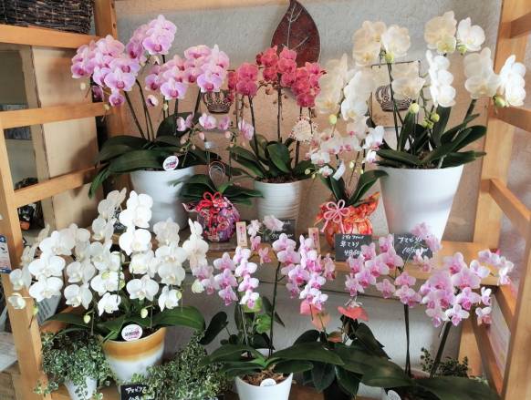 神奈川県横浜市緑区の花屋 ジョイフロリスト 中山店にフラワーギフトはお任せください 当店は 安心と信頼の花キューピット加盟店です 花キューピットタウン